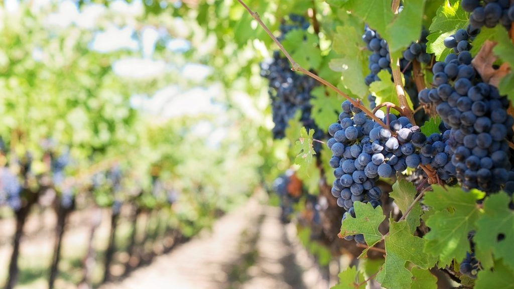 Explorez les vignobles, les Châteaux, les Maisons et Domaines de la Route des Vins de la Loire