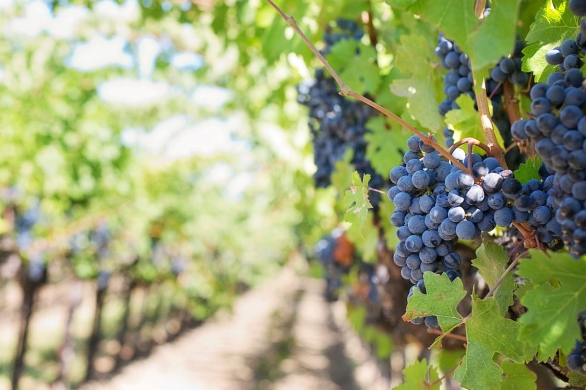 Explorez les vignobles, les Châteaux, les Maisons et Domaines de la Route des Vins de la Loire