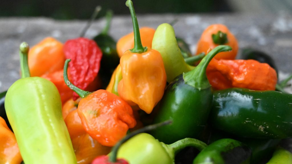 Carolina Reaper : pourquoi le tenter ?