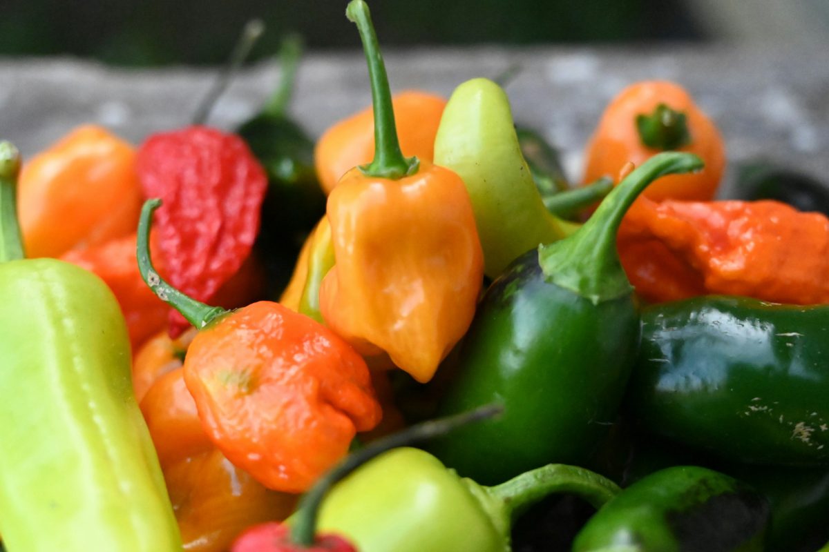 Carolina Reaper : pourquoi le tenter ?